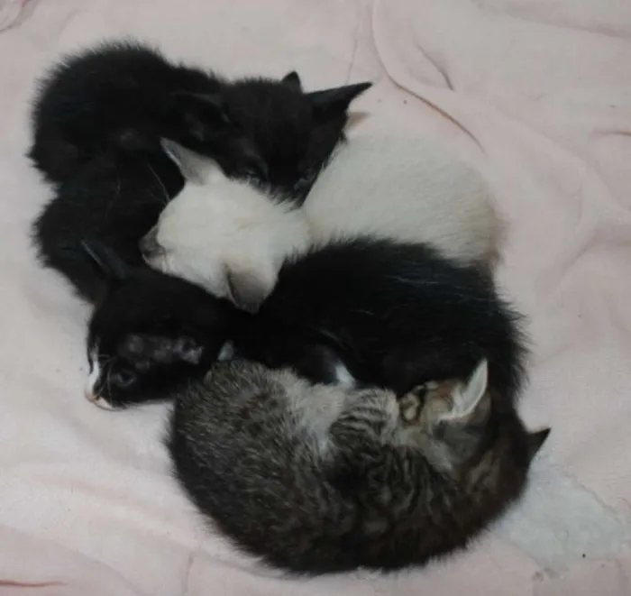 Gato raça Misturado idade Abaixo de 2 meses nome Ainda sem nome
