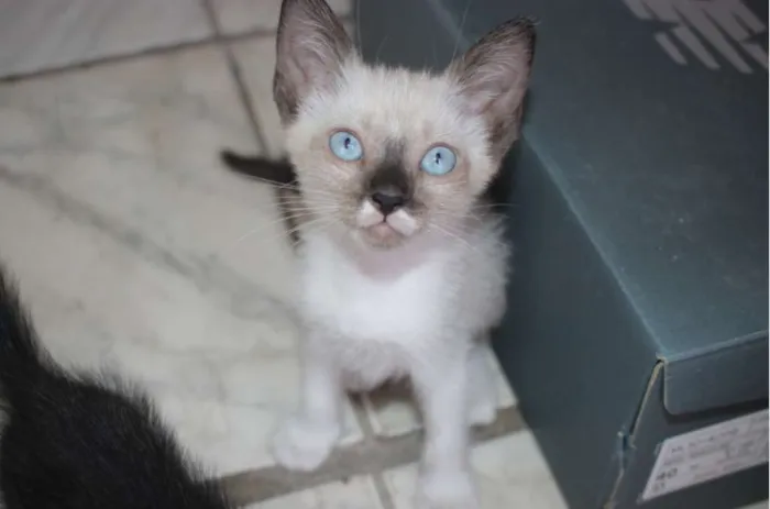Gato raça Misturado idade Abaixo de 2 meses nome Ainda sem nome