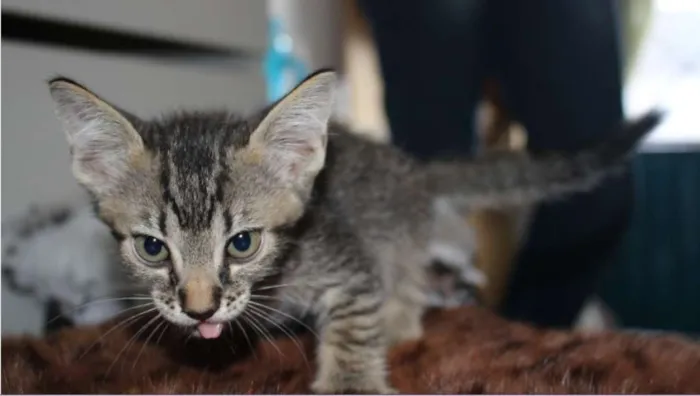 Gato raça Misturado idade Abaixo de 2 meses nome Ainda sem nome