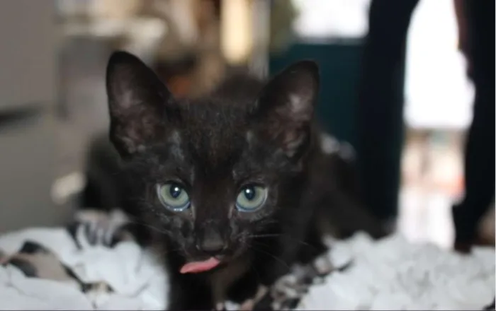 Gato raça Misturado idade Abaixo de 2 meses nome Ainda sem nome