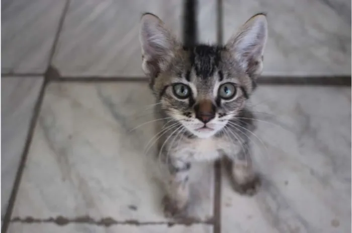 Gato raça Misturado idade Abaixo de 2 meses nome Ainda sem nome