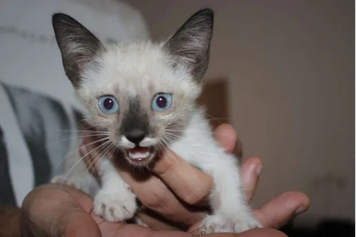Gato raça Misturado idade Abaixo de 2 meses nome Ainda sem nome