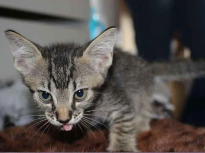Gato raça Misturado idade Abaixo de 2 meses nome Ainda sem nome