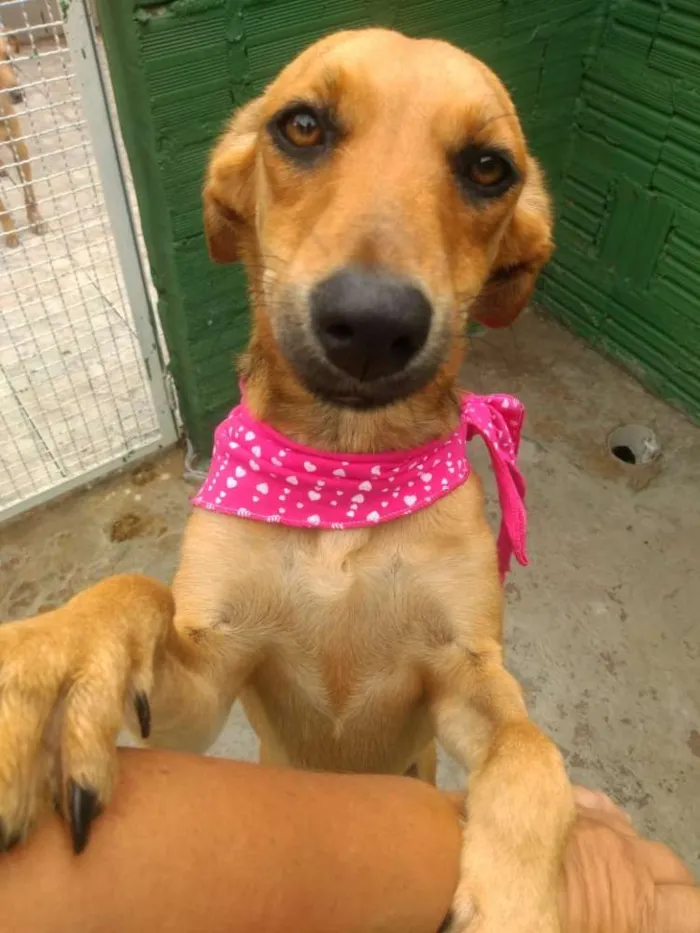 Cachorro ra a  idade 7 a 11 meses nome Cacau