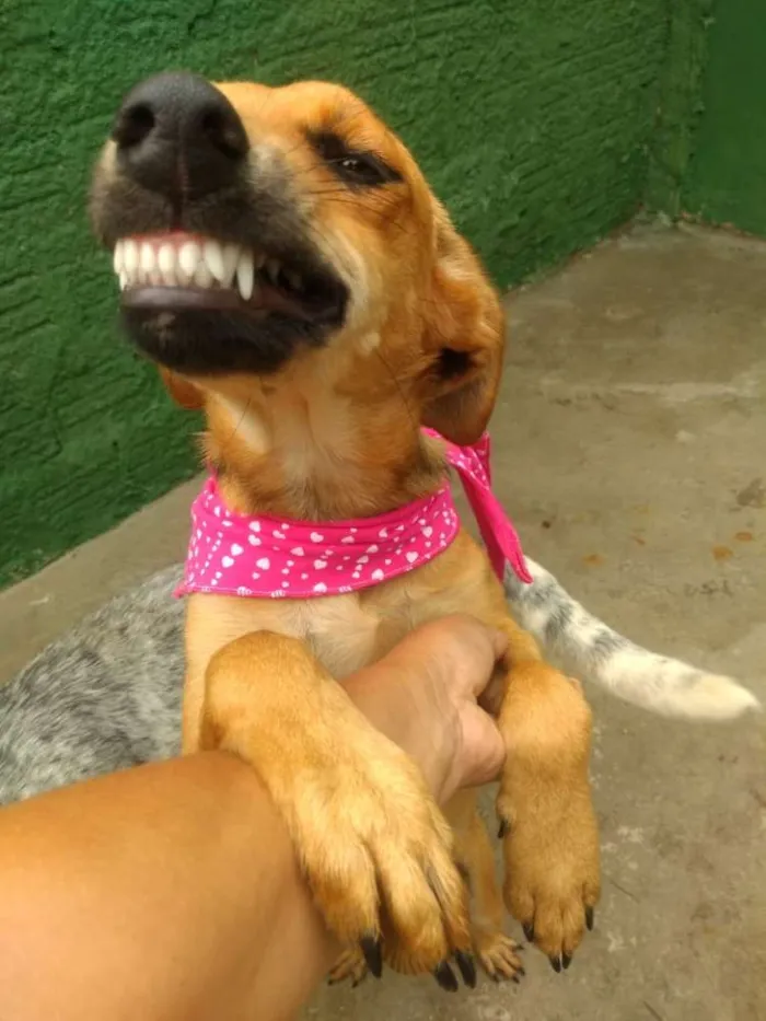 Cachorro ra a  idade 7 a 11 meses nome Cacau