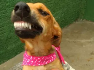 Cachorro raça  idade 7 a 11 meses nome Cacau