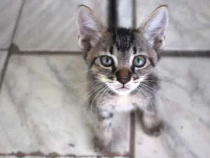 Gato raça Misturado idade Abaixo de 2 meses nome Ainda sem nome