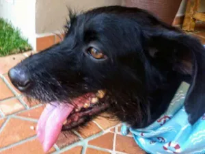 Cachorro raça SRD idade 1 ano nome BIDU