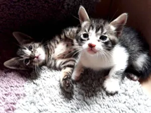 Gato raça SRD idade Abaixo de 2 meses nome Sem nome