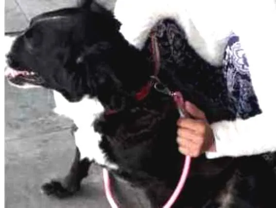 Cachorro raça Rds idade 3 anos nome Pretinha