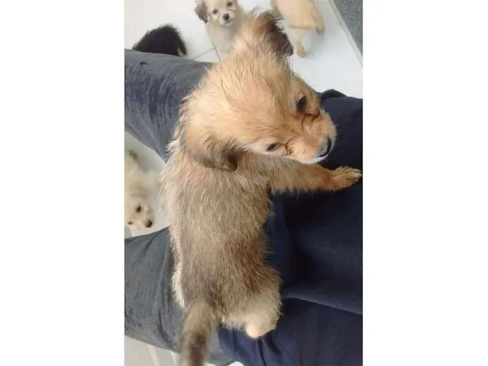 Cachorro ra a Mistura de viralata e de raça idade Abaixo de 2 meses nome Brown