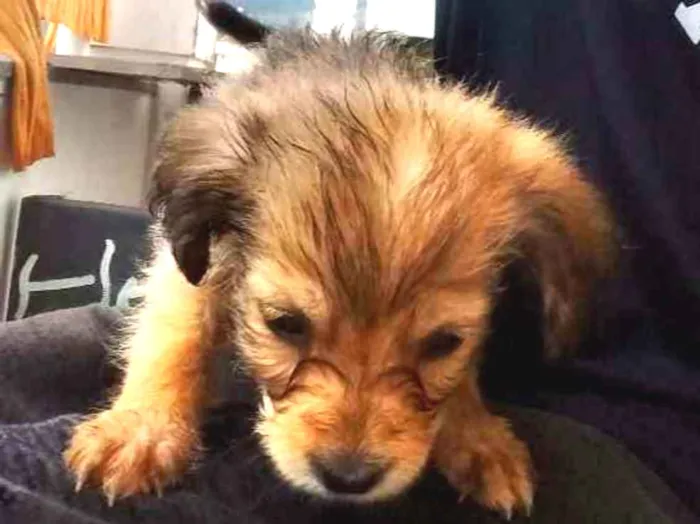 Cachorro ra a Mistura de viralata e de raça idade Abaixo de 2 meses nome Brown
