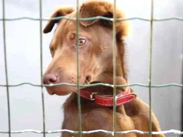 Cachorro ra a Sharpei c SRD idade 7 a 11 meses nome Cacau