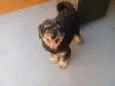 Bob