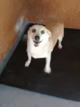 Rabicó