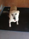 Rabicó