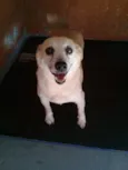 Rabicó