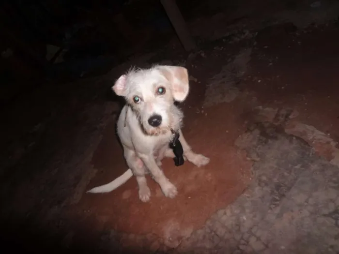 Cachorro ra a Não sei  idade 2 a 6 meses nome Biscoito 