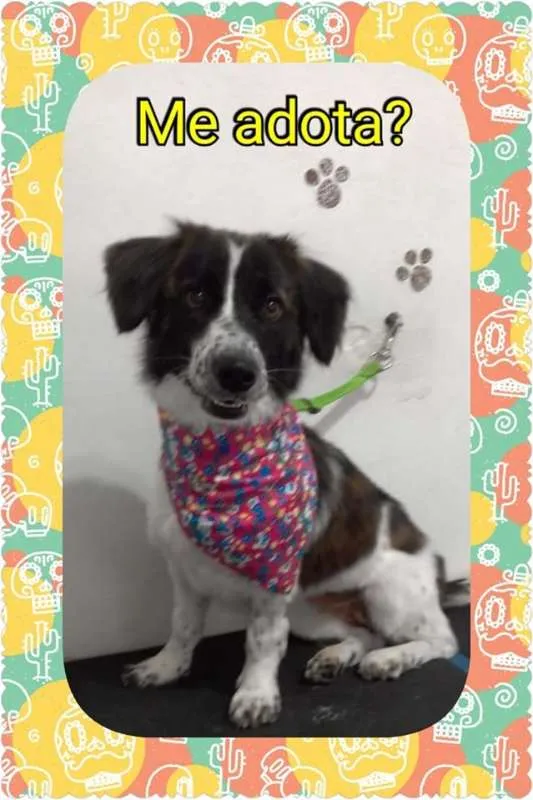 Cachorro ra a SRD idade 1 ano nome JULIETA
