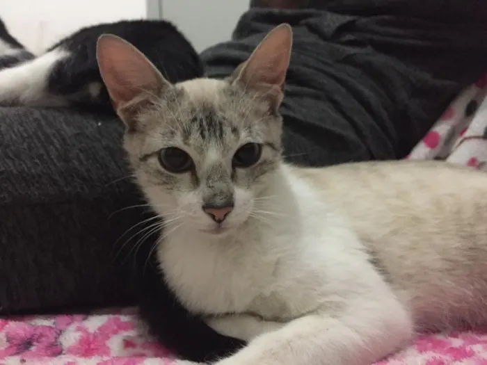 Gato ra a SRD idade 2 a 6 meses nome Nina