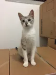 Nina