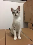Nina