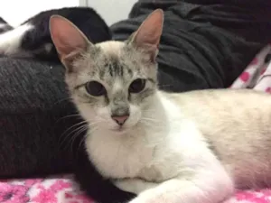 Gato raça SRD idade 2 a 6 meses nome Nina