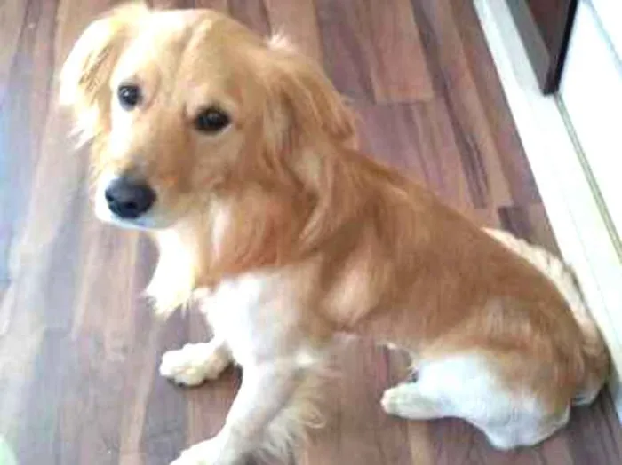 Cachorro ra a SRD idade 3 anos nome Snow