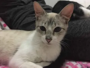 Gato raça SRD idade 2 a 6 meses nome Nina