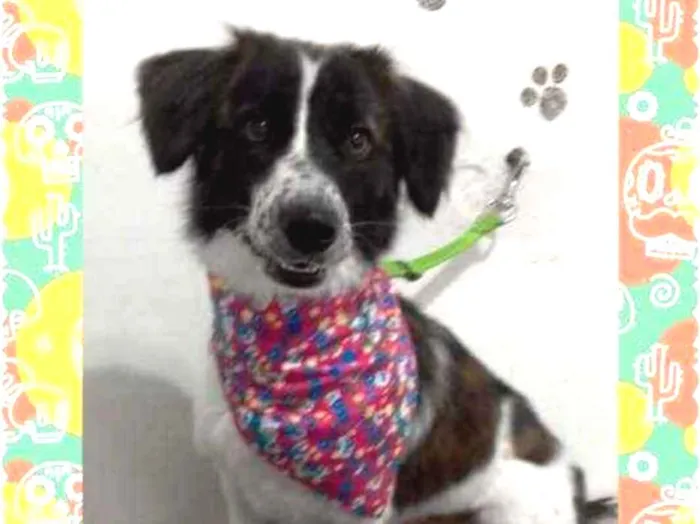 Cachorro ra a SRD idade 1 ano nome JULIETA