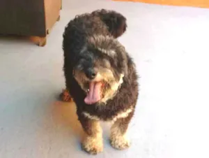 Cachorro raça SRD idade 4 anos nome Bob