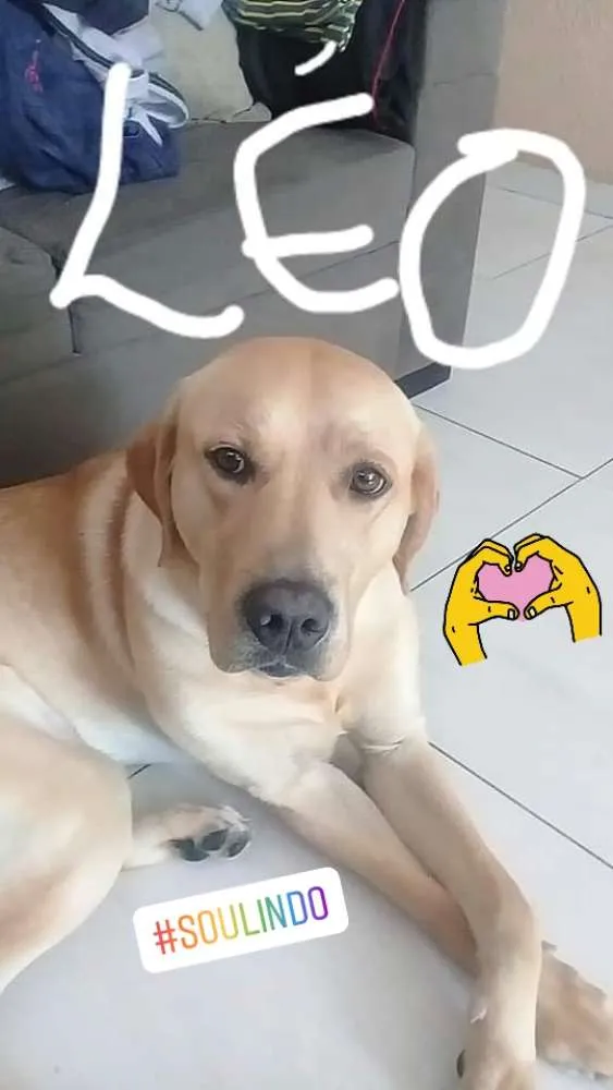 Cachorro ra a labrador idade 2 anos nome Léo