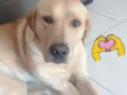 Léo
