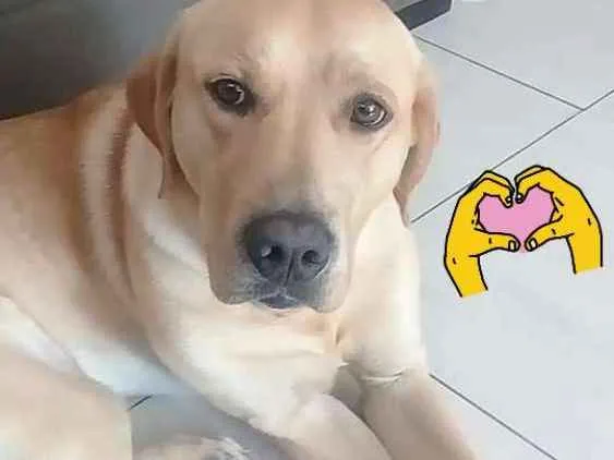 Cachorro ra a labrador idade 2 anos nome Léo