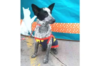 Cachorro raça SRD idade 7 a 11 meses nome Berlim 