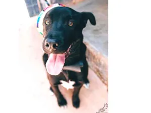 Cachorro raça SRD idade 7 a 11 meses nome Charlie