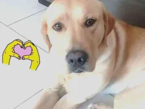 Cachorro raça labrador idade 2 anos nome Léo