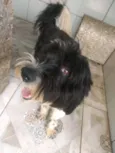 Tom