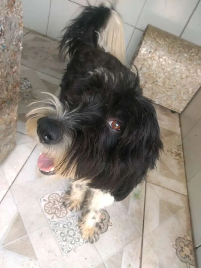 Cachorro ra a Poodle idade 2 anos nome Tom