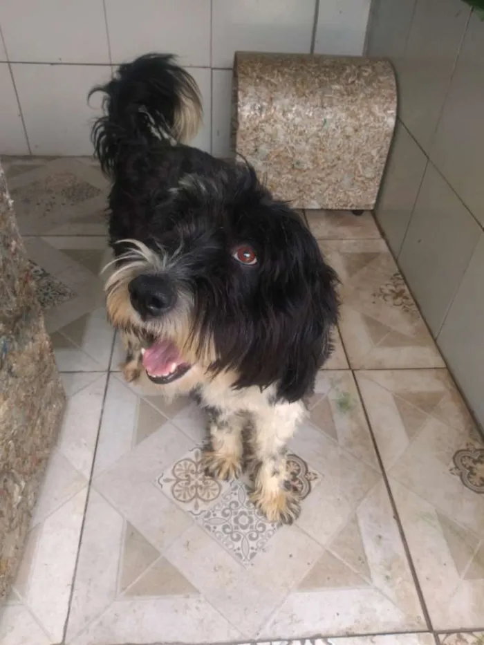 Cachorro ra a Poodle idade 2 anos nome Tom