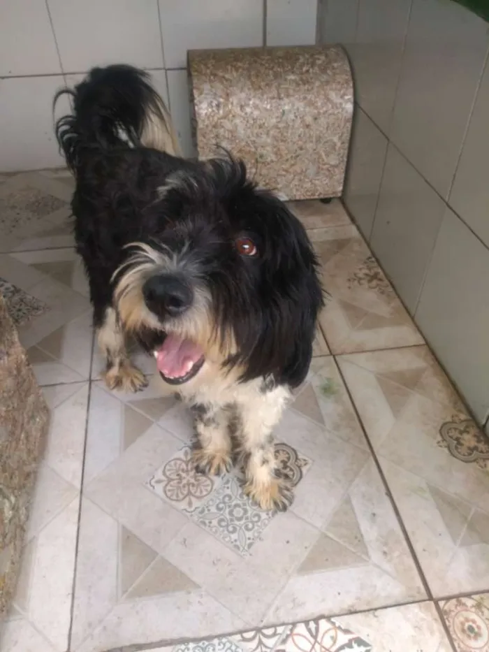 Cachorro ra a Poodle idade 2 anos nome Tom
