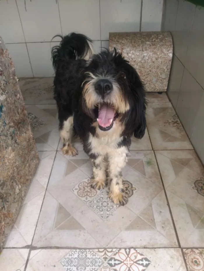 Cachorro ra a Poodle idade 2 anos nome Tom