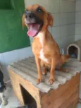 Dalila