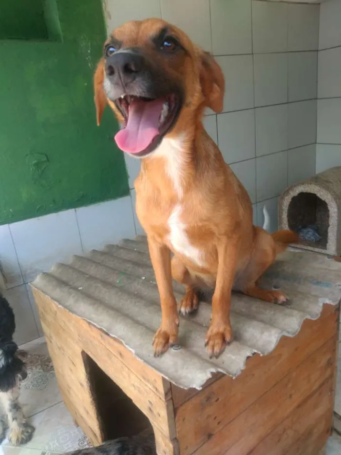 Cachorro ra a Srd idade 1 ano nome Dalila