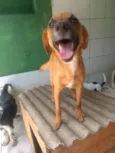 Dalila