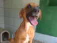 Dalila