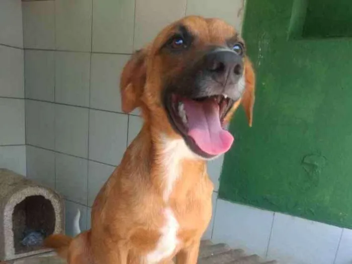 Cachorro ra a Srd idade 1 ano nome Dalila