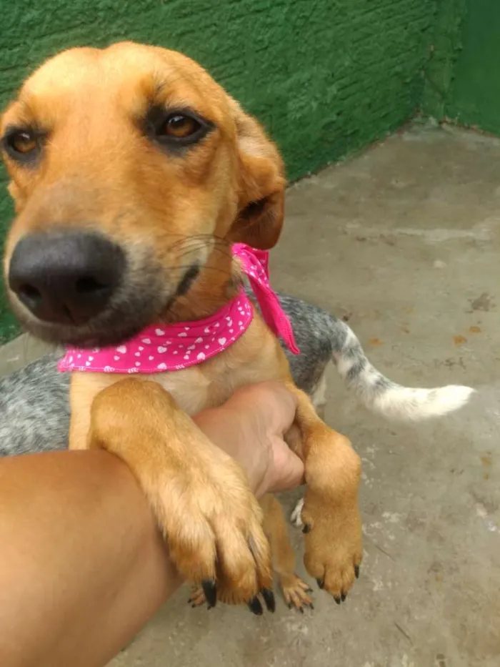 Cachorro ra a Srd idade 7 a 11 meses nome Cacau