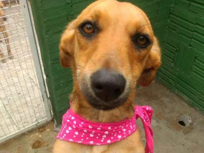 Cachorro ra a Srd idade 7 a 11 meses nome Cacau