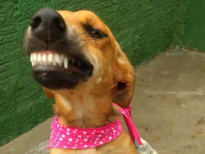 Cachorro ra a Srd idade 7 a 11 meses nome Cacau